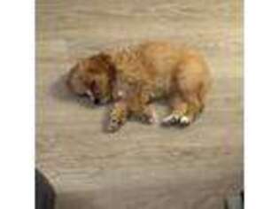 Cavapoo Puppy for sale in Kihei, HI, USA