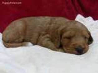 Goldendoodle Puppy for sale in Lewisburg, PA, USA