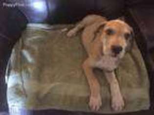 Great Dane Puppy for sale in Santa Fe, TX, USA