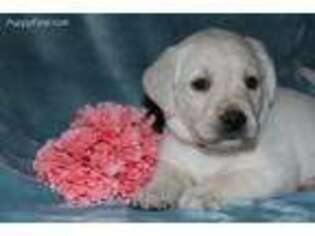 Labrador Retriever Puppy for sale in Carson City, MI, USA