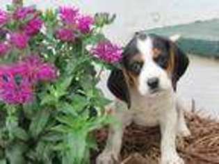 Beagle Puppy for sale in Readstown, WI, USA