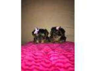 Yorkshire Terrier Puppy for sale in ANSONIA, CT, USA