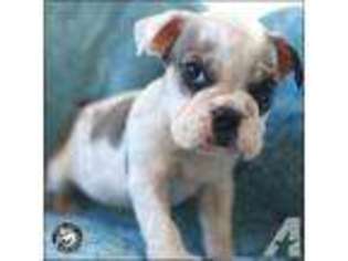 Bulldog Puppy for sale in COSTA MESA, CA, USA