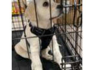 Labrador Retriever Puppy for sale in Brooklyn, NY, USA