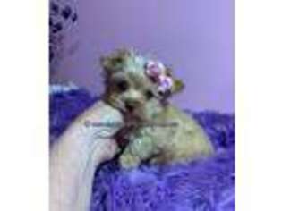 Yorkshire Terrier Puppy for sale in Lincoln, NE, USA