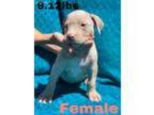 Mutt Puppy for sale in Mims, FL, USA