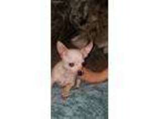 Chihuahua Puppy for sale in Cleveland, OH, USA