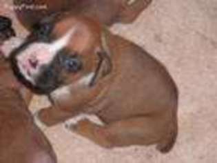 Boxer Puppy for sale in Lufkin, TX, USA