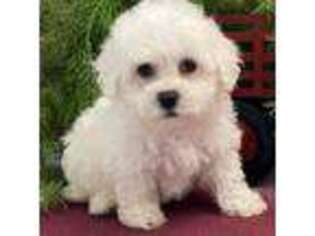 Bichon Frise Puppy for sale in Shipshewana, IN, USA