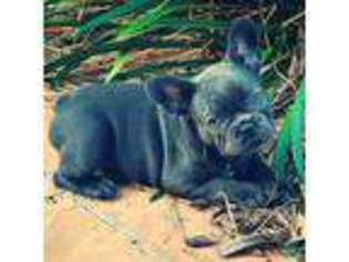 French Bulldog Puppy for sale in Yucaipa, CA, USA