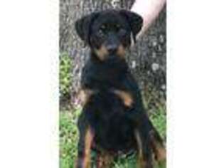 Rottweiler Puppy for sale in Rockdale, TX, USA