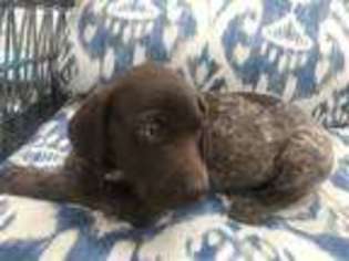 German Shorthaired Pointer Puppy for sale in Mamaroneck, NY, USA
