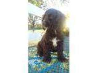 Cocker Spaniel Puppy for sale in Cabool, MO, USA