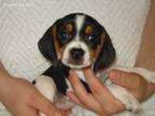 Beagle Puppy for sale in Victoria, VA, USA