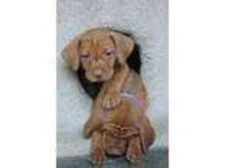Vizsla Puppy for sale in Brentwood, CA, USA