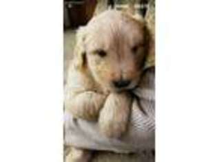 Goldendoodle Puppy for sale in Flora, IN, USA