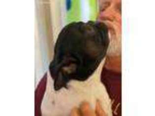 French Bulldog Puppy for sale in Bushnell, FL, USA