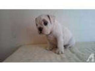 Bulldog Puppy for sale in LAKEWOOD, CA, USA