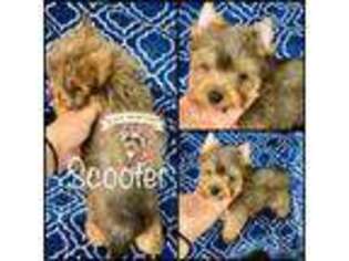 Yorkshire Terrier Puppy for sale in Erin, TN, USA