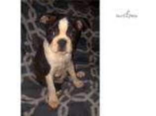Boston Terrier Puppy for sale in Fayetteville, AR, USA