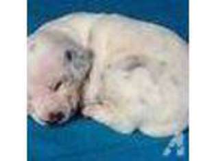 Dalmatian Puppy for sale in OAKLAND, FL, USA