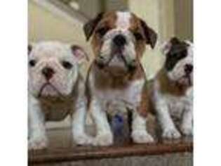 Bulldog Puppy for sale in Euless, TX, USA