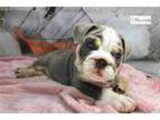 Bulldog Puppy for sale in Tulsa, OK, USA