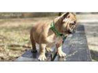 French Bulldog Puppy for sale in Hutto, TX, USA
