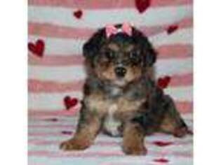 Mutt Puppy for sale in Nappanee, IN, USA