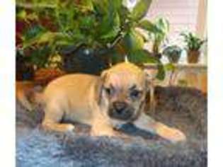 Puggle Puppy for sale in Charlton, MA, USA