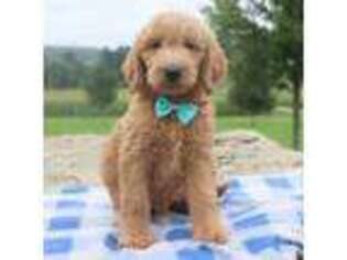 Goldendoodle Puppy for sale in Dover, OH, USA