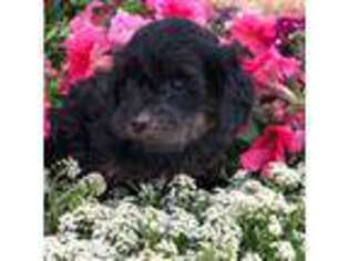 Cavapoo Puppy for sale in Kokomo, IN, USA
