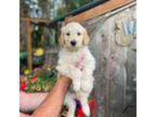 Goldendoodle Puppy for sale in Rainier, WA, USA