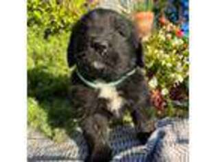 Newfoundland Puppy for sale in Carlton, MN, USA
