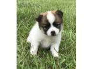 Mutt Puppy for sale in Stringer, MS, USA