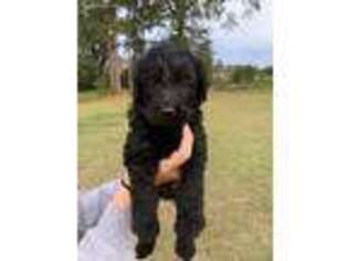 Labradoodle Puppy for sale in Statesboro, GA, USA