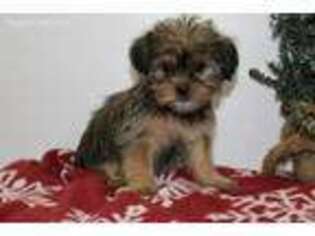 Shorkie Tzu Puppy for sale in Rochester, IN, USA