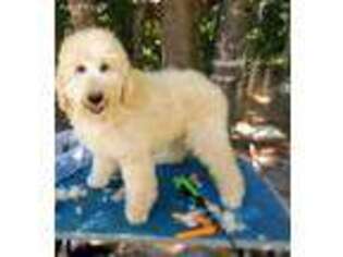 Goldendoodle Puppy for sale in Harlem, GA, USA