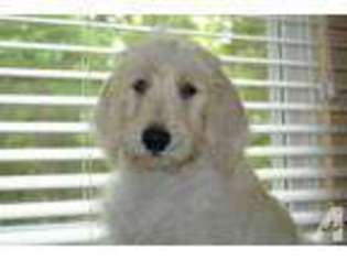 Labradoodle Puppy for sale in PINCKNEYVILLE, IL, USA