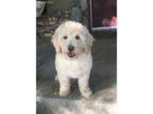 Goldendoodle Puppy for sale in Denair, CA, USA