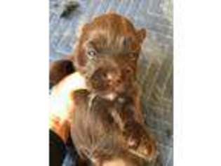 Havanese Puppy for sale in Benton City, WA, USA