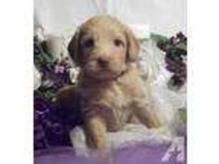 Labradoodle Puppy for sale in MILLERSBURG, PA, USA