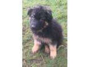 German Shepherd Dog Puppy for sale in New Pine Creek, OR, USA