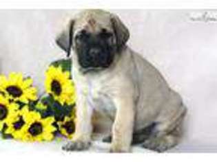 Mastiff Puppy for sale in Lancaster, PA, USA