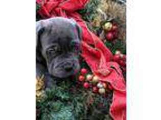 Neapolitan Mastiff Puppy for sale in Washburn, MO, USA