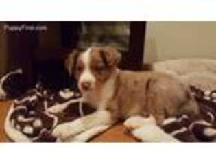 Australian Shepherd Puppy for sale in Columbus, GA, USA