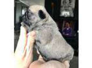 Pug Puppy for sale in Jamesville, NC, USA