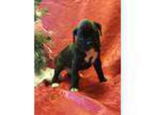Boxer Puppy for sale in Trafalgar, IN, USA