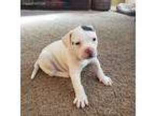American Bulldog Puppy for sale in West Concord, MN, USA