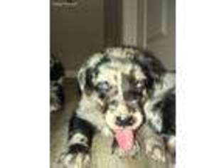 Labrador Retriever Puppy for sale in Stephenville, TX, USA